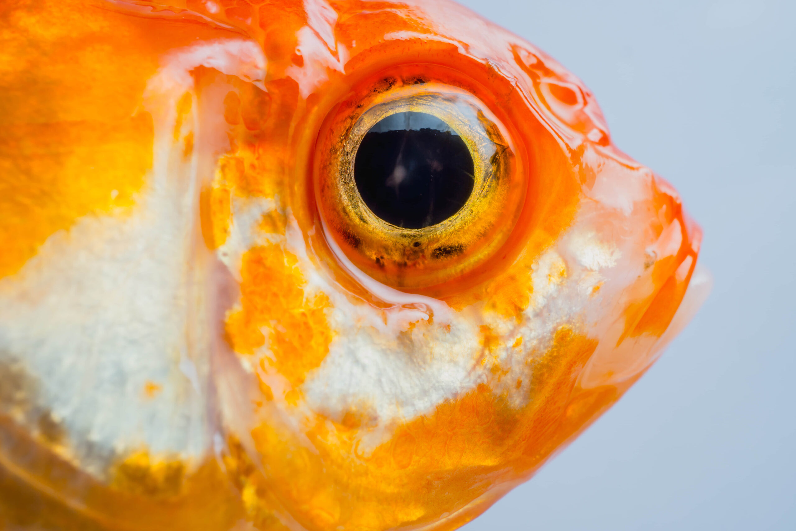 Do Fish Blink or Close Their Eyes?
