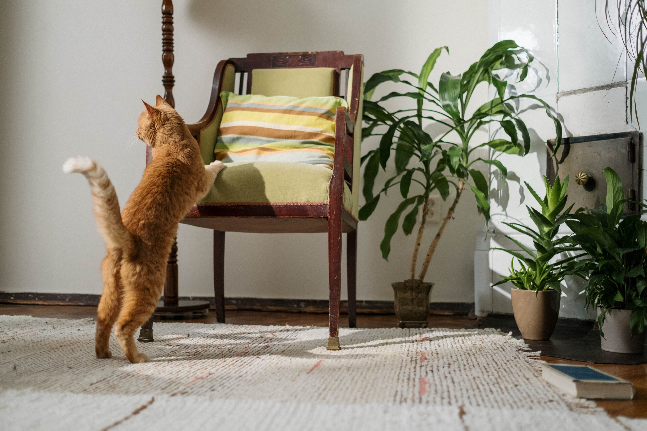 Could This Common Household Toxin Be Making Your Cat Sick? - fzpoy35