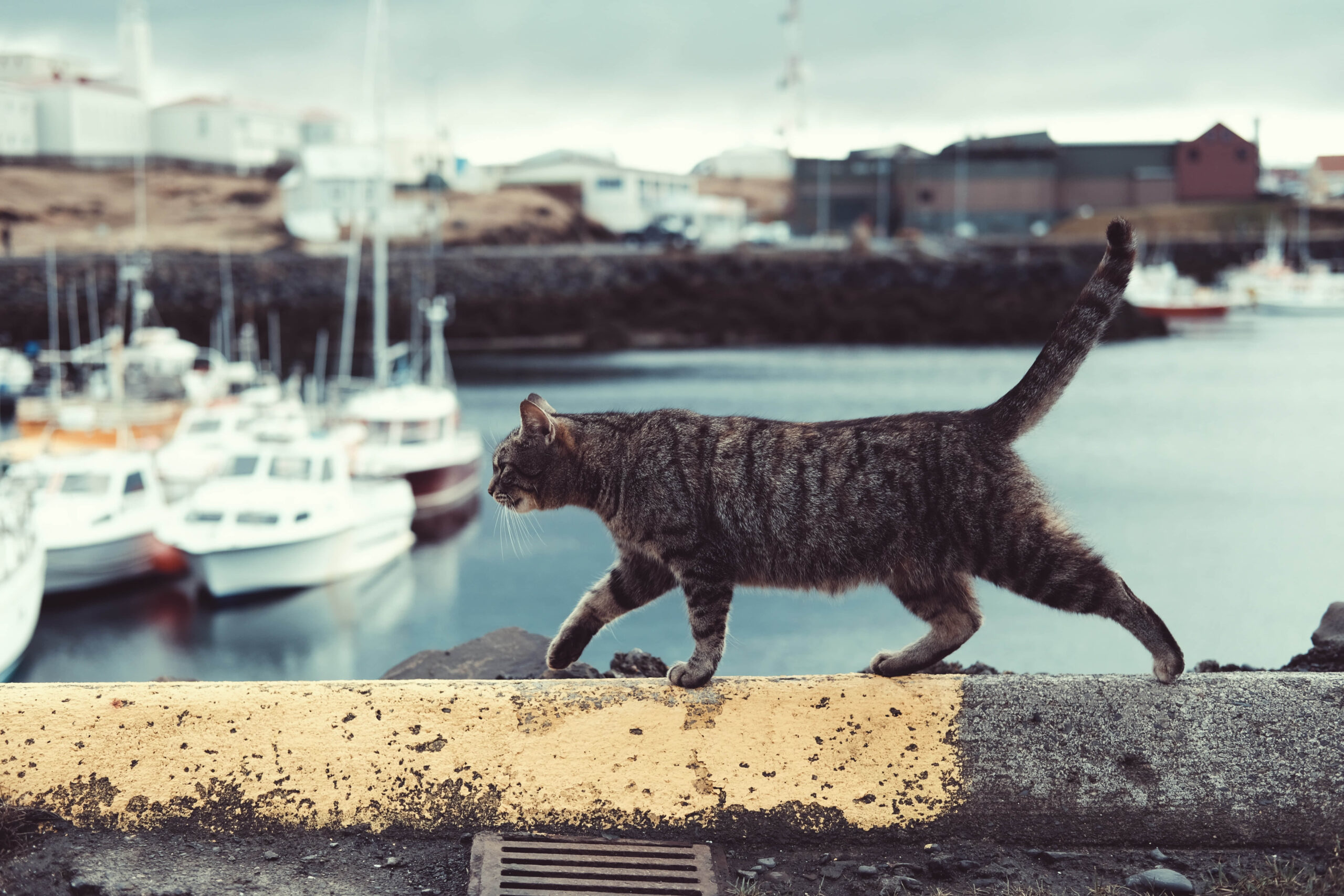 Why Are Cats Afraid of Water?