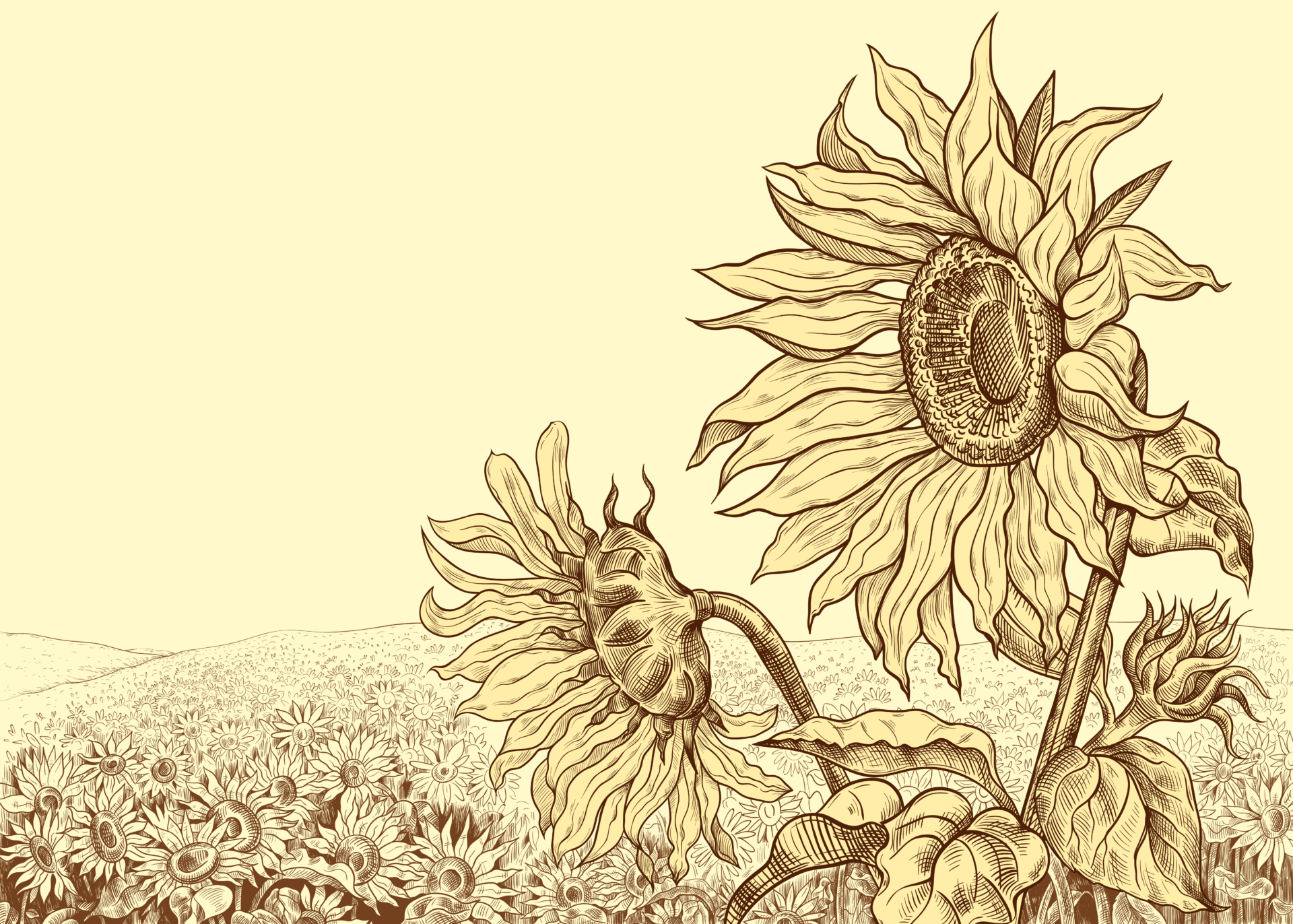 Here's Why Do Sunflowers Face East UPWARDIST