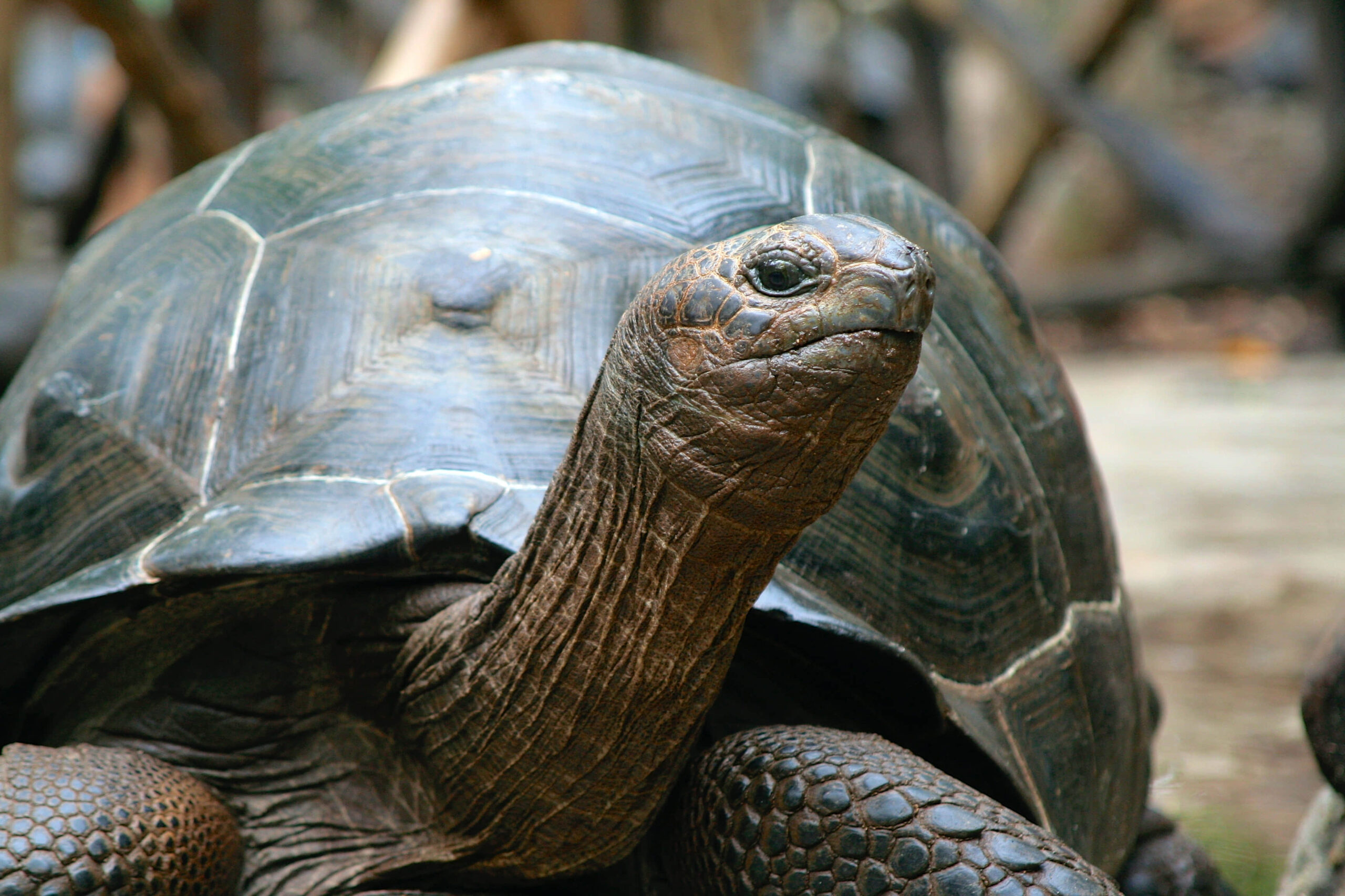 Why Do Turtles Live Such Long Lives?