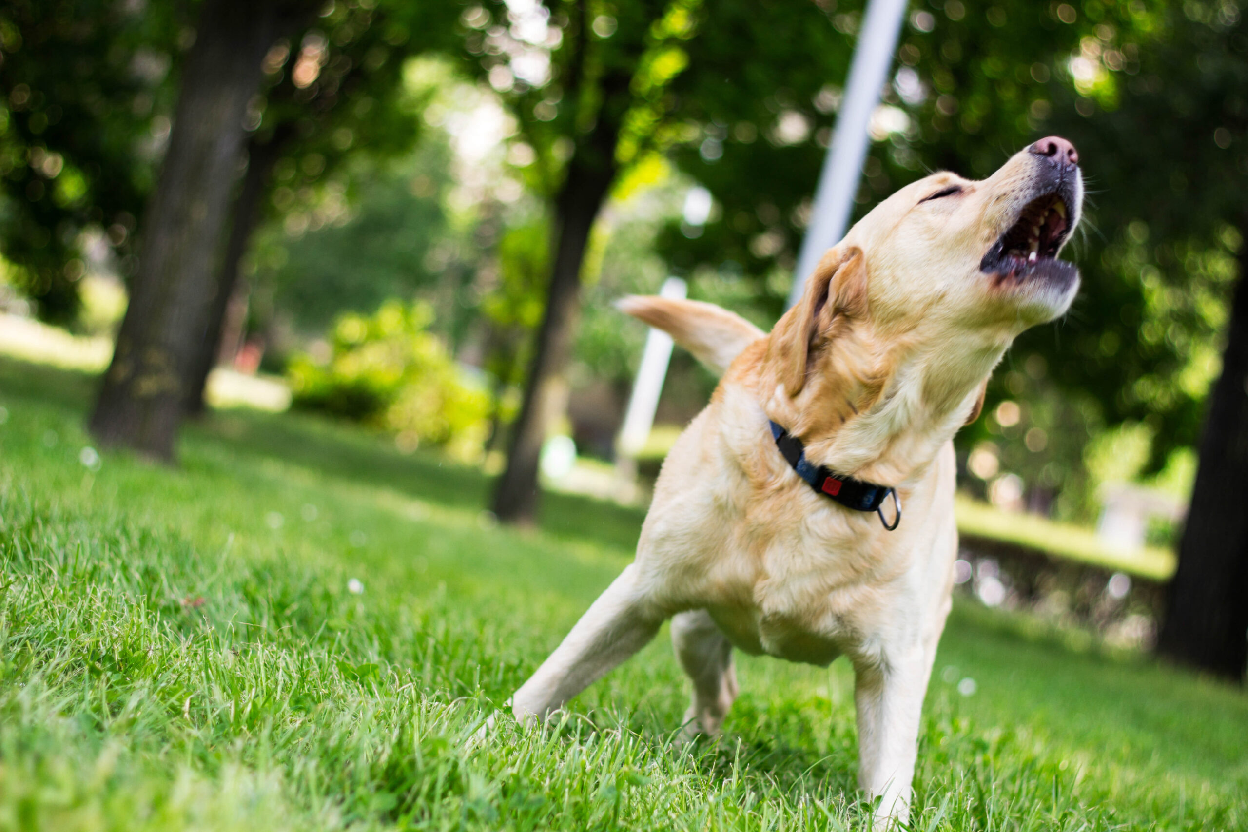 5 Ways To Stop Your Neighbor’s Dog From Barking UPWARDIST