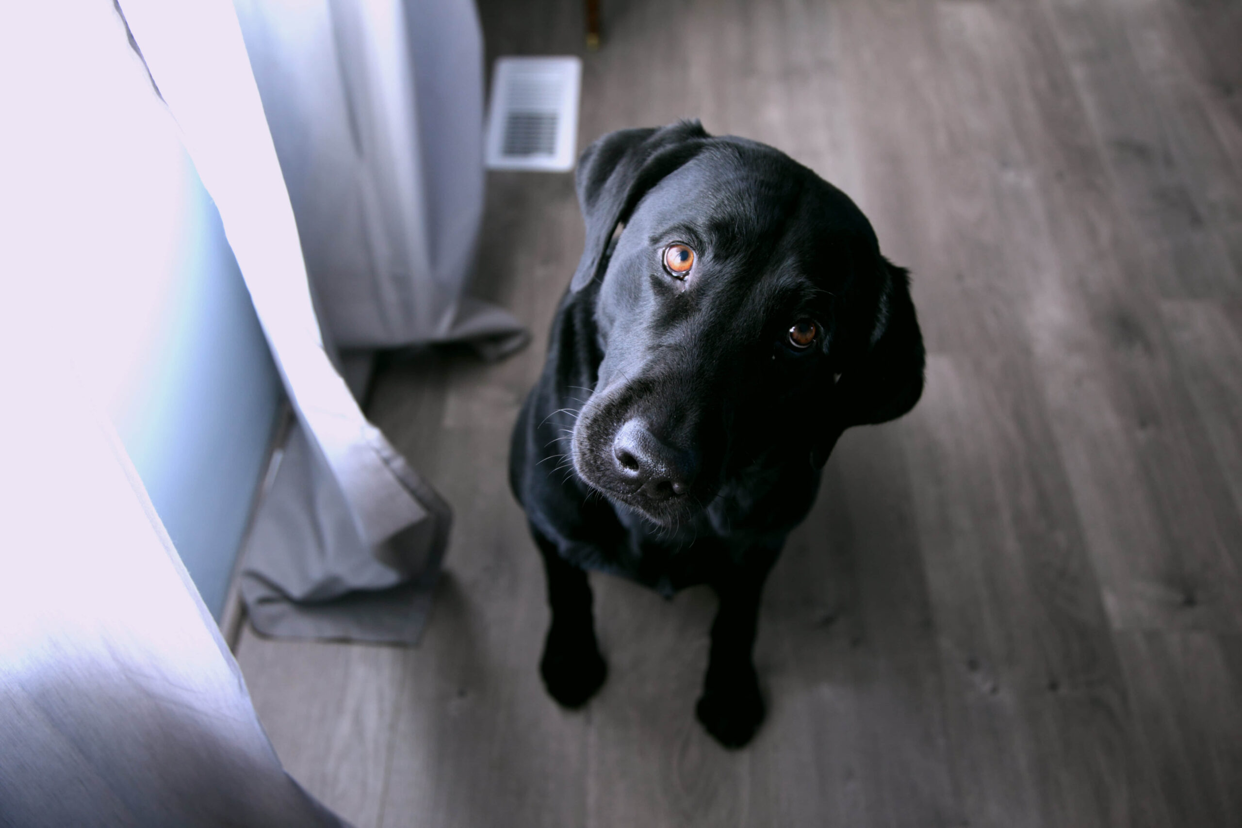 How To Reduce Your Dog's Separation Anxiety