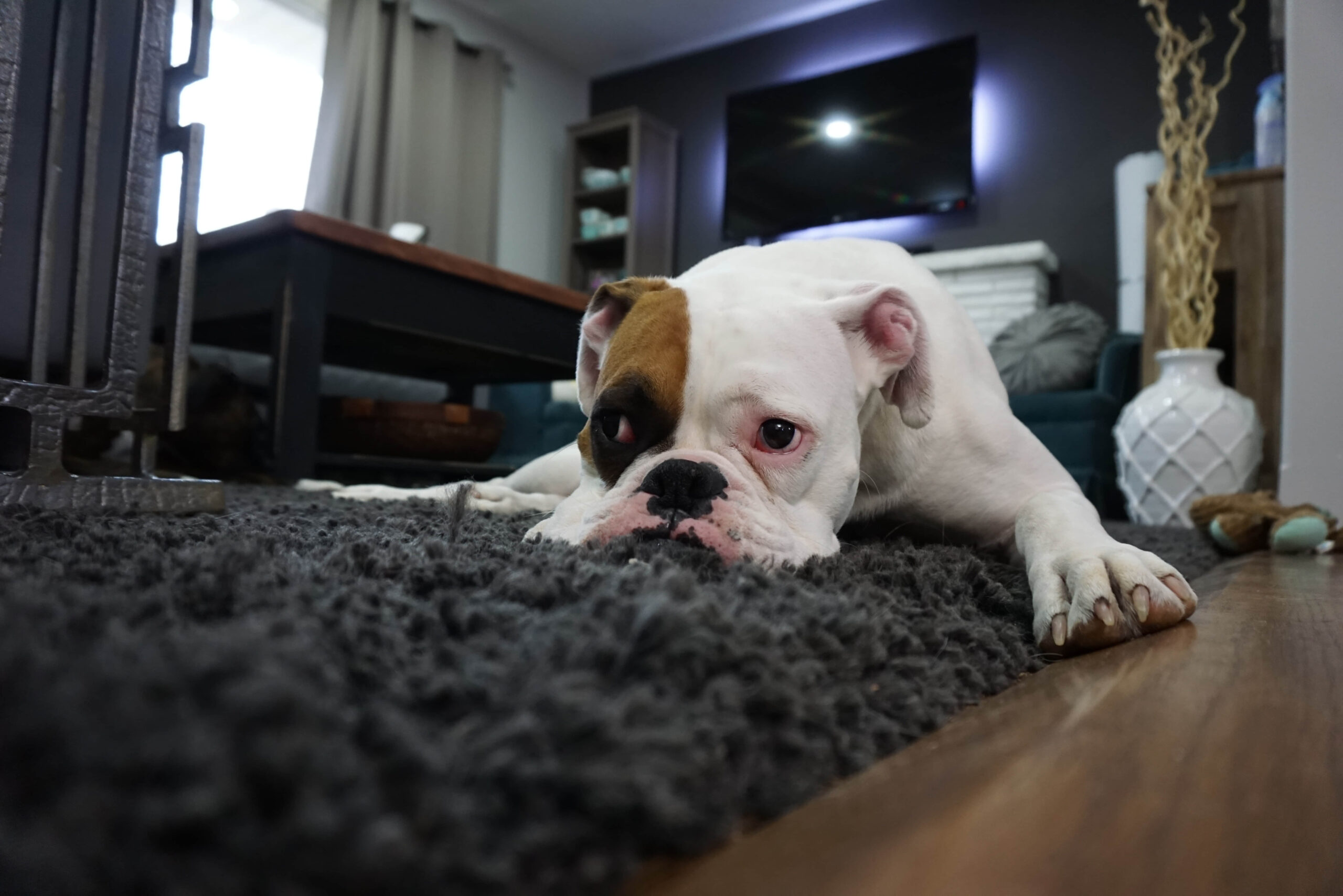 How to Get Rid of Dog Gland Smell on Furniture